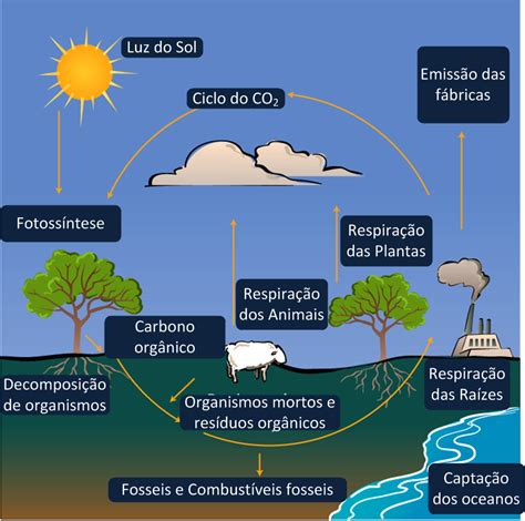 ciclo do carbono - editora do brasil